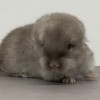 Кориандр