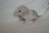 новорожденная