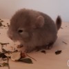 Каспер