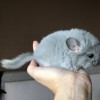 Дилли 