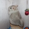 Энджи