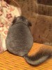 3 мес