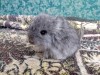 1 мес