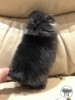 Лаки 
