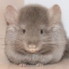 Амитель