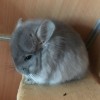 Санта Хит