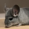 Лили