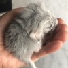Эмиль