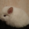 Елисей