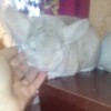 Таурина