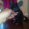 Финик