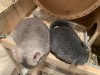 С папой
