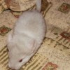 Лошарик