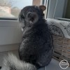 Дастин