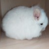 Клеопатра