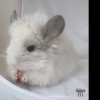 Виват Тиффани