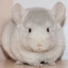 Купер