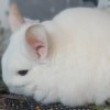 Снежная Королева