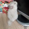 Клео
