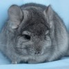 Юла