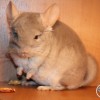 Мейси