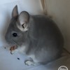 Виват д пчела