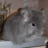 Аморе Мио