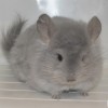 Амур