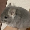 Венера
