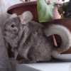 Карат