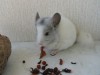 2мес 7 дн