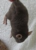 1,5 мес