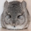 Люрик