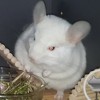 АС Квин