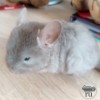 Цезарь
