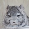 Иларий Лав