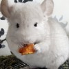 АС Архидея