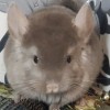 АС Архимед