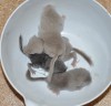 новорожденные