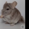 Виват Златан нЛова