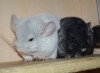 с сестричкой