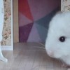 Мила