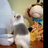 Феня