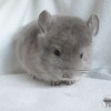 Виноградик
