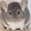 Микки