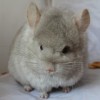 Микрик