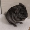 Лексус