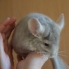 зефирчик