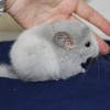 Мара