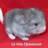ЛаМиа Гранелло